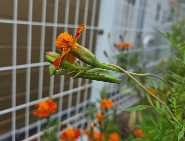 SE-5b786248-05ea-4ae4-9b60-6c55c46588ea.jpg?type=w773