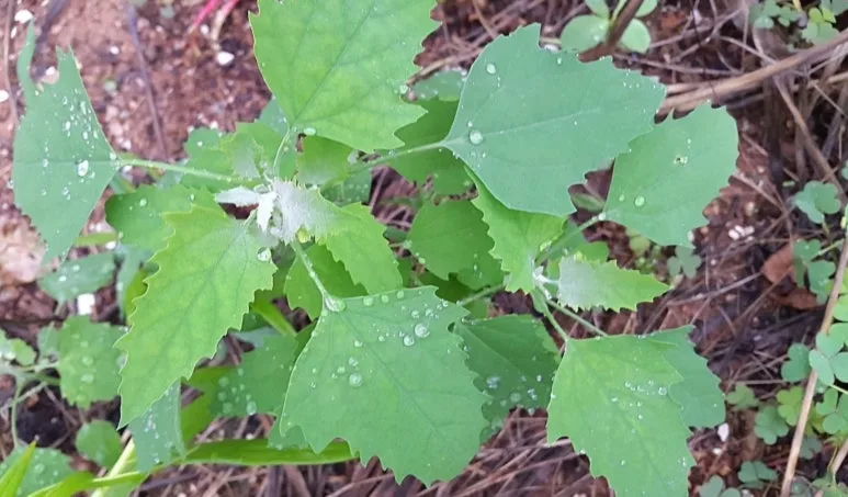 KakaoTalk_20250427_123712835_01.jpg?type=w773