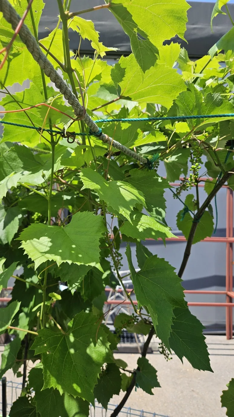 KakaoTalk_20240602_143458836_09.jpg?type=w773