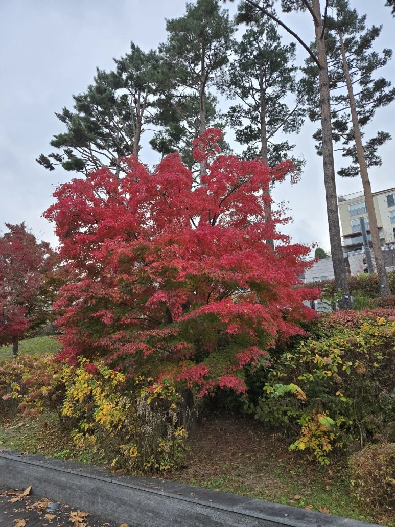 KakaoTalk_20241125_104514647_03.jpg?type=w773