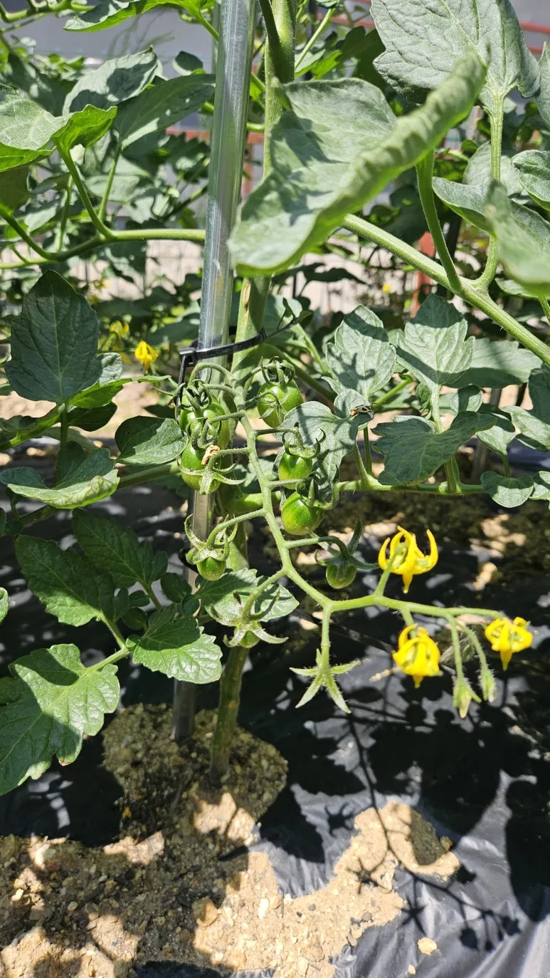 KakaoTalk_20240602_143458836_10.jpg?type=w773