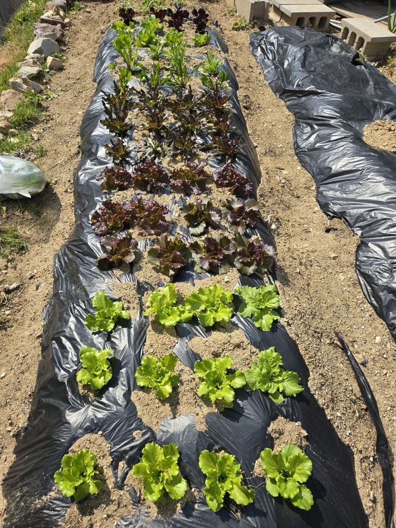 KakaoTalk_20250427_123712835_24.jpg?type=w773