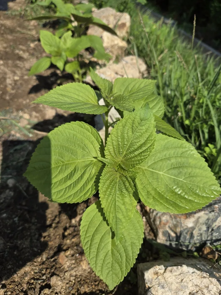 KakaoTalk_20250526_215558562_02.jpg?type=w773