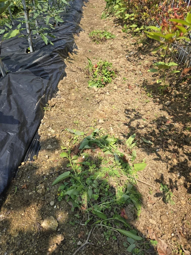 KakaoTalk_20250526_215558562_20.jpg?type=w773