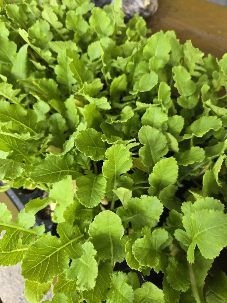 KakaoTalk_20250831_200757766_08.jpg?type=w773