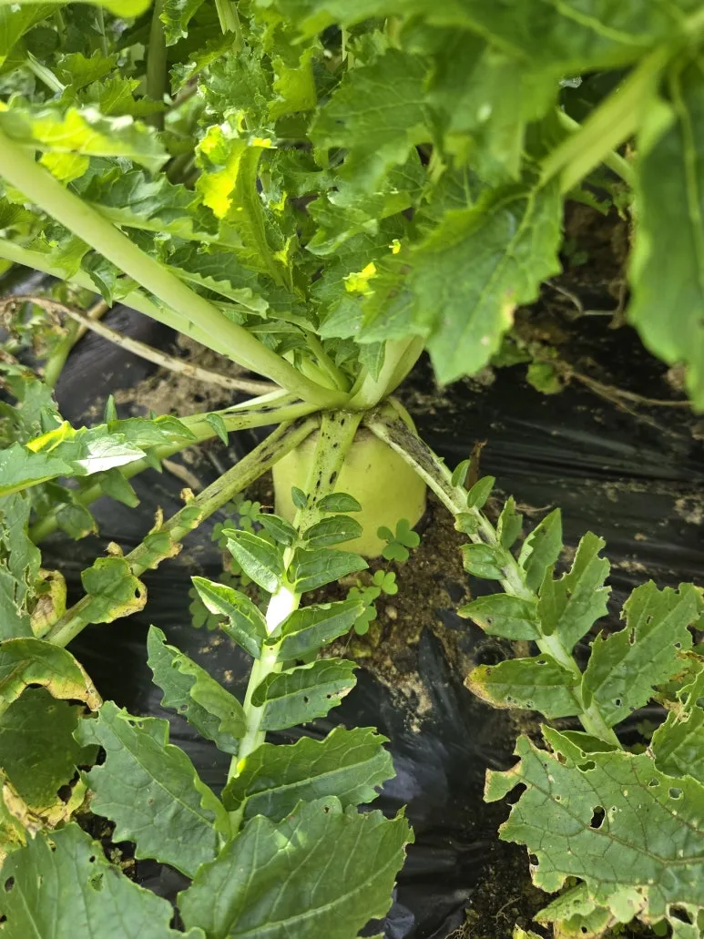 KakaoTalk_20251019_171322809_01_(1).jpg?type=w773