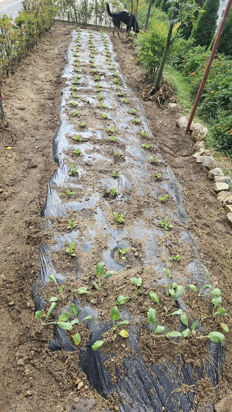 KakaoTalk_20240901_161852965_02.jpg?type=w773