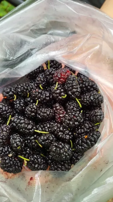 KakaoTalk_20240609_165820824_02.jpg?type=w386