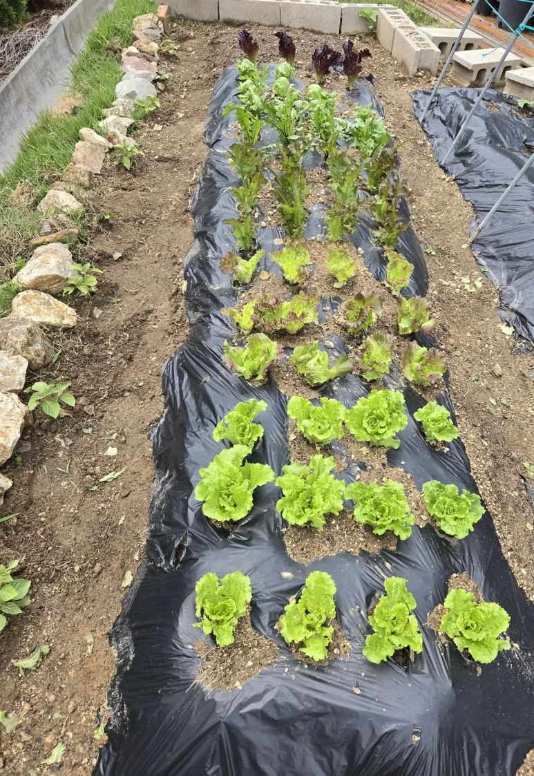 KakaoTalk_20250511_212312837_19.jpg?type=w773