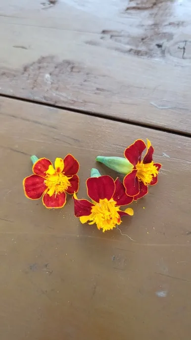 KakaoTalk_20240609_165820824_03.jpg?type=w386