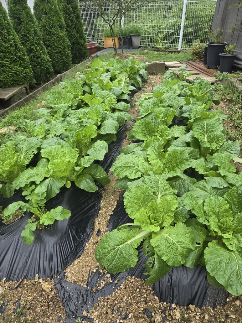 KakaoTalk_20250921_132047203_04.jpg?type=w773