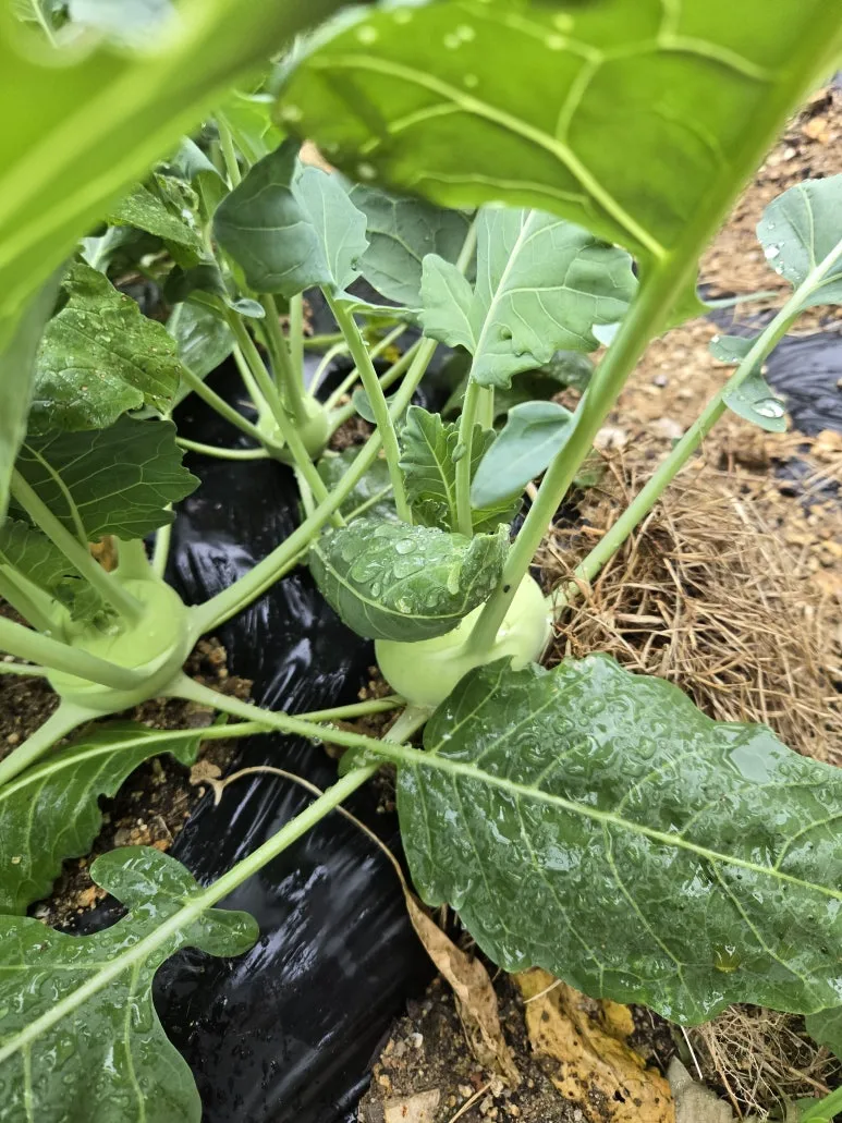 KakaoTalk_20241010_210747052_08.jpg?type=w773