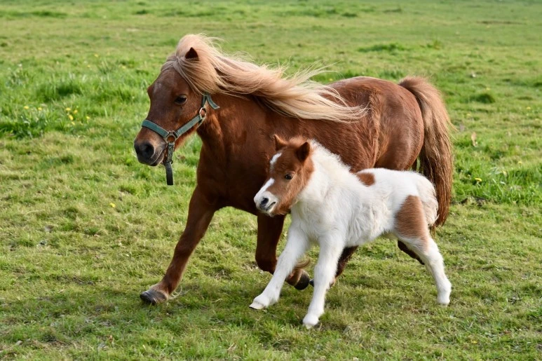 foal-4093986_1280.jpg?type=w773