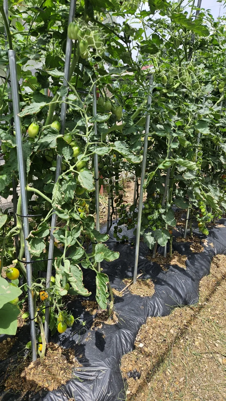 KakaoTalk_20240630_140727185_19.jpg?type=w773