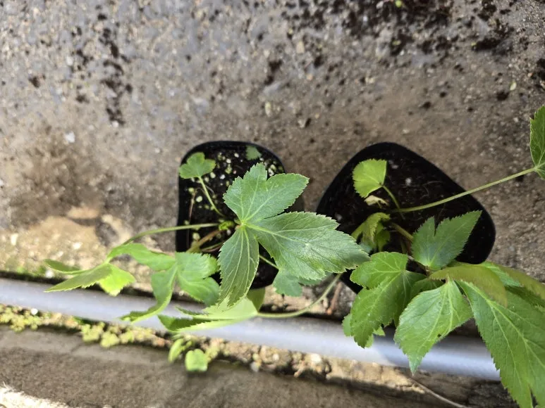 KakaoTalk_20250427_123918827_17.jpg?type=w773