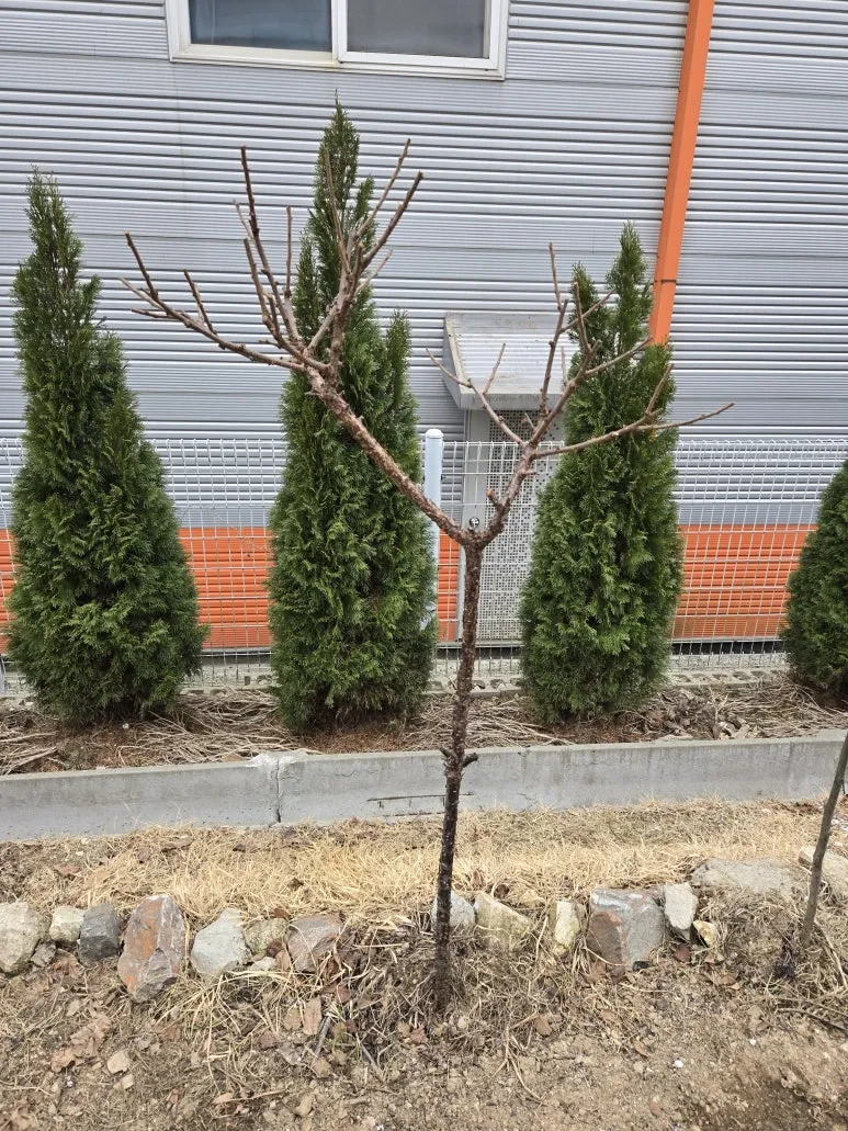 KakaoTalk_20250318_103705379_01.jpg?type=w773