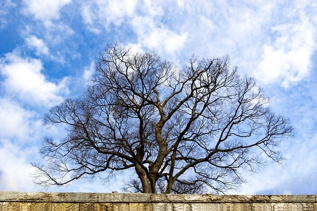 tree-4801748_640.jpg?type=w773