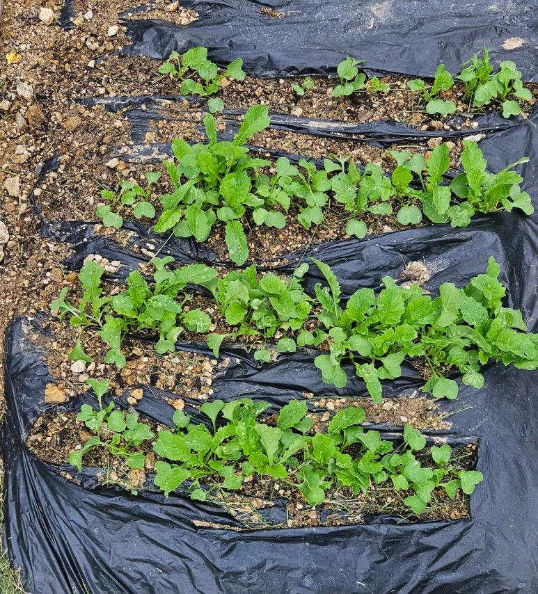 SE-0a6e5349-c7b4-46f5-8191-200bc8e3c6b0.jpg?type=w773