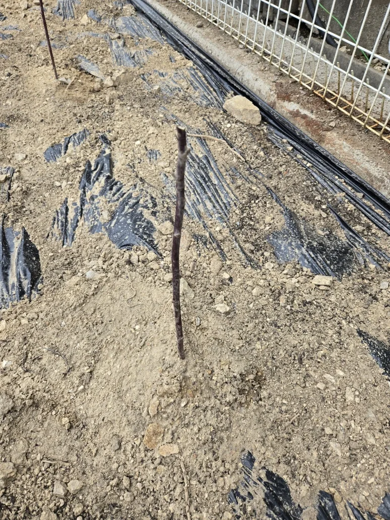 KakaoTalk_20250318_103705379_06.jpg?type=w773