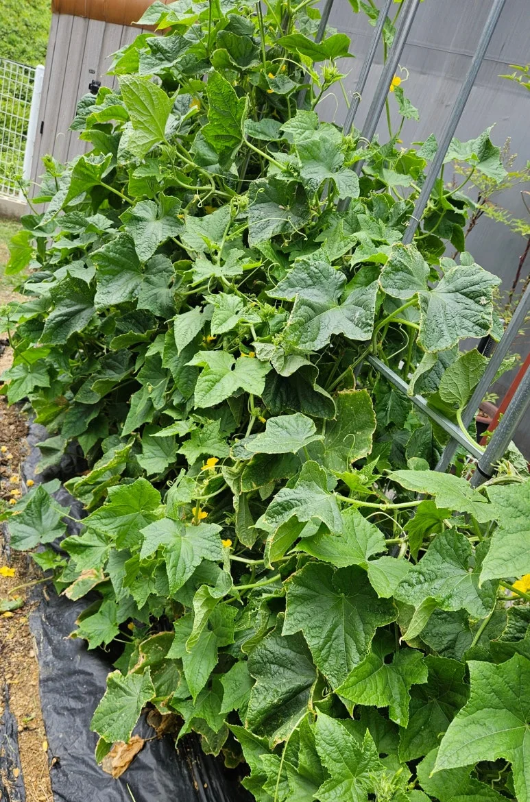 SE-ac09a260-b492-4224-88ea-42e146ec96c9.jpg?type=w773