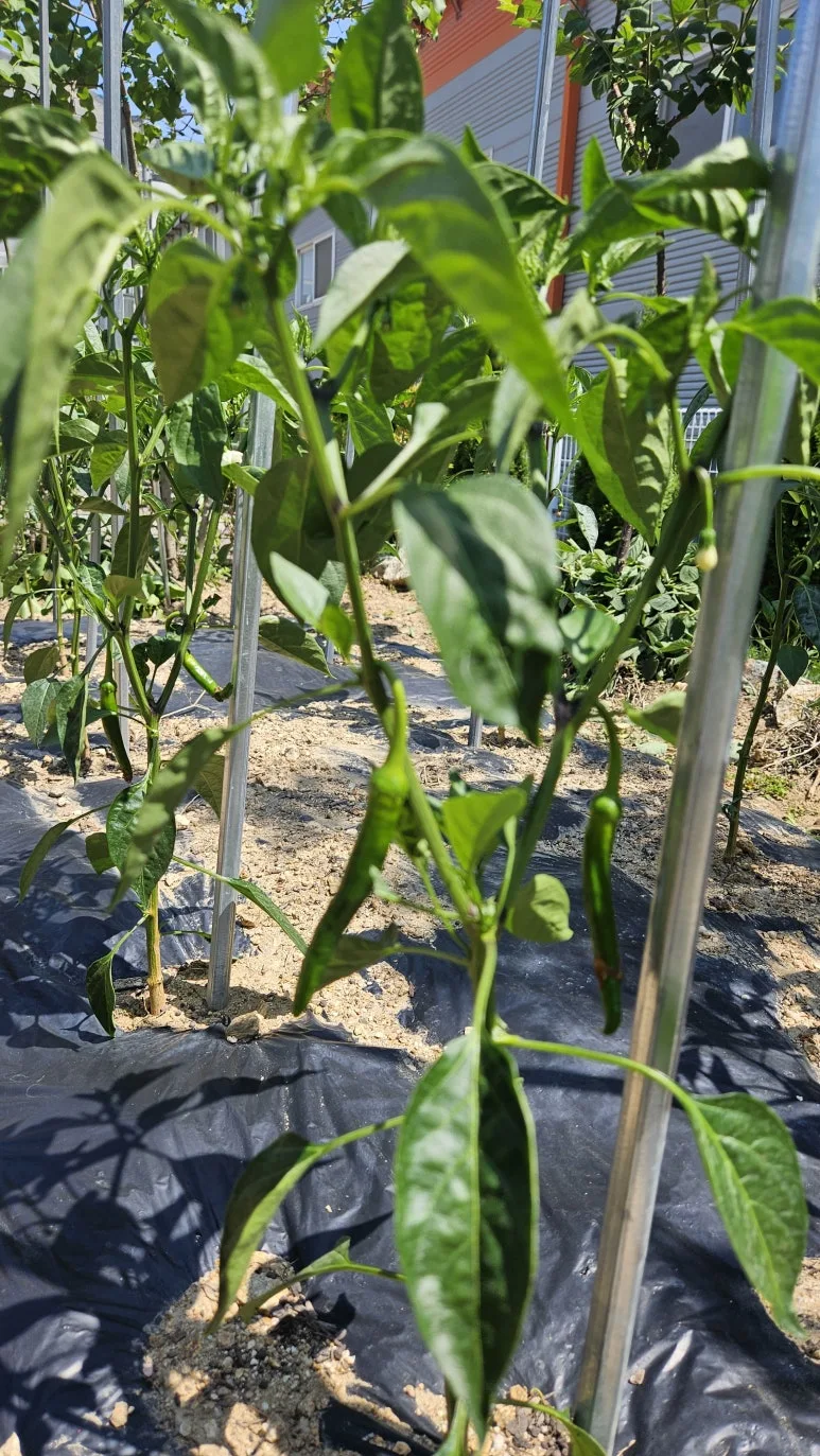 KakaoTalk_20240602_143458836_08.jpg?type=w773