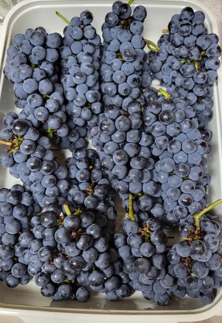 KakaoTalk_20240824_181858514_02_(1).jpg?type=w773