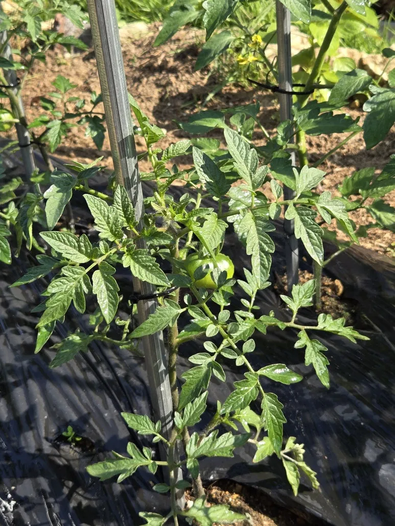 KakaoTalk_20250526_215558562_05.jpg?type=w773