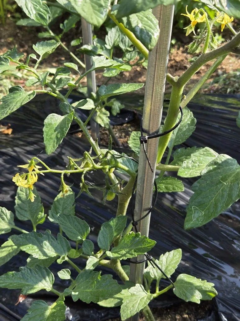 KakaoTalk_20250526_215558562_04.jpg?type=w773