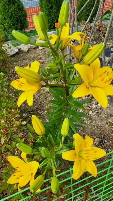 KakaoTalk_20240609_165820824_14.jpg?type=w386