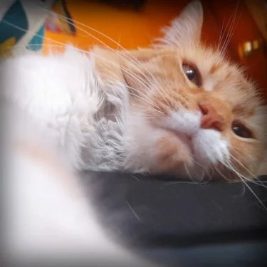 842691-bedtime-songs_232202.jpg?type=w966