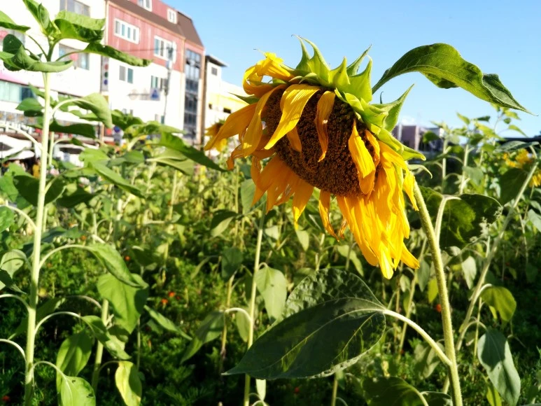 IMG_20170826_174048.jpg?type=w773