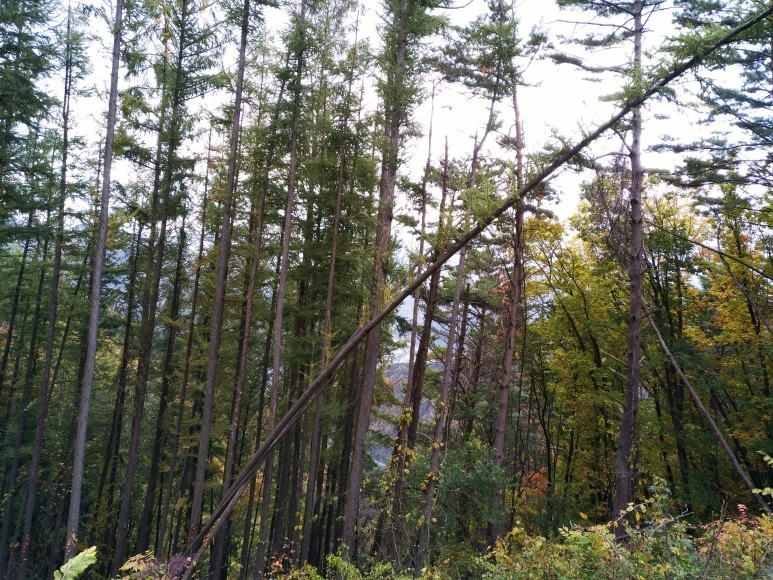 IMG_20171022_111631.jpg?type=w773