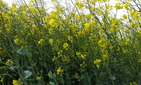 20160413_0935307.jpg?type=w773