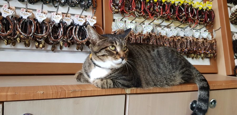 1599230198608.jpg?type=w1