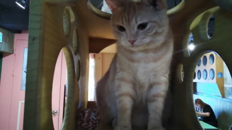 IMG_20170603_181539.jpg?type=w773