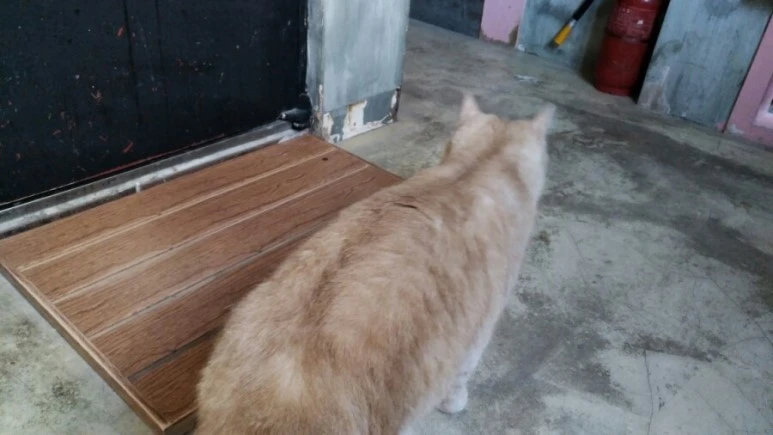 IMG_20170603_181001.jpg?type=w773