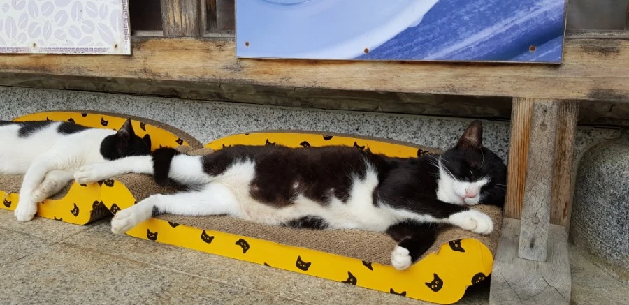 1599230198004.jpg?type=w1