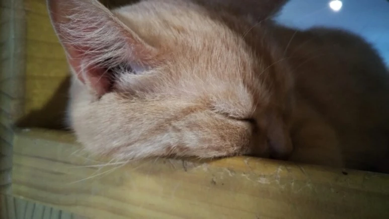 IMG_20170603_183122.jpg?type=w773