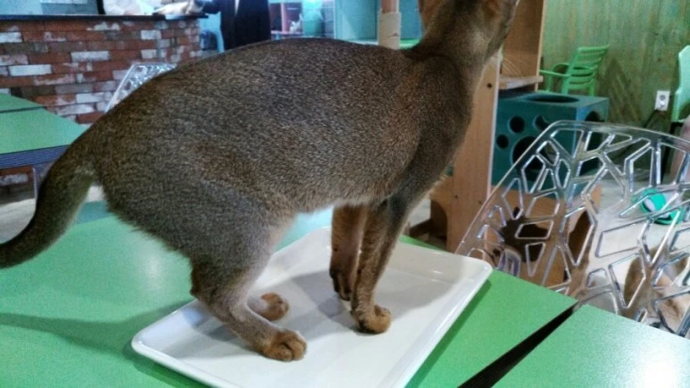 IMG_20170603_181341.jpg?type=w773