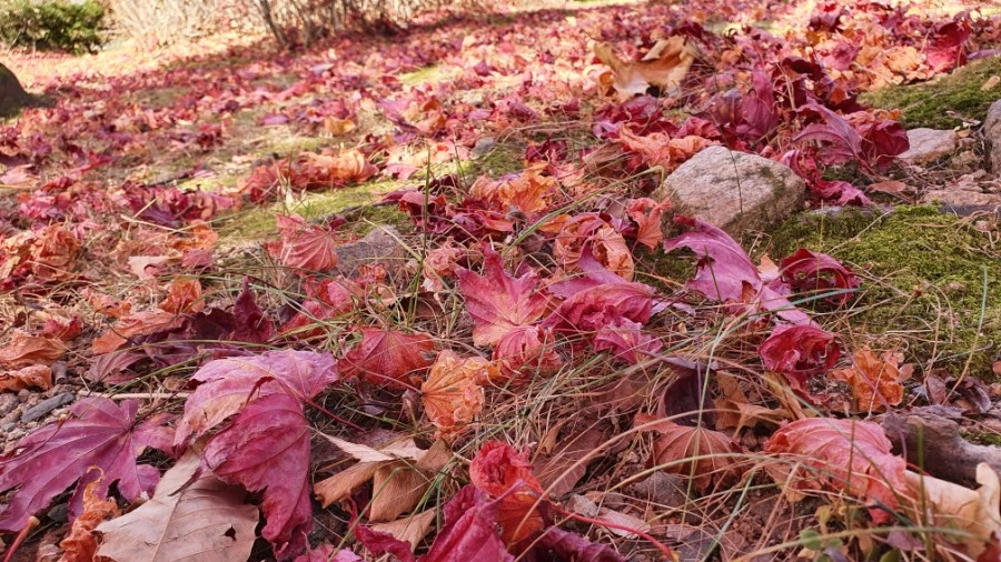 1604840420468%25EF%25BC%258D15.jpg?type=w1