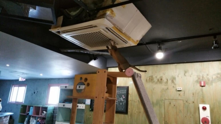 IMG_20170603_182510.jpg?type=w773