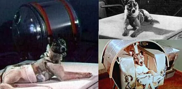 los-6-animales-que-fueron-al-espacio8.jpg