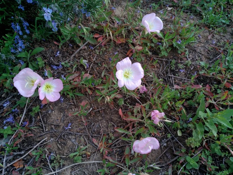 IMG_20180505_072543.jpg?type=w773