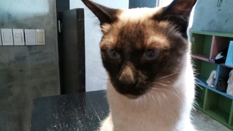 IMG_20170603_183012.jpg?type=w773