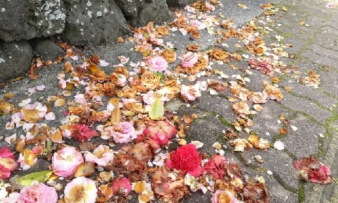 20160415_1028147.jpg?type=w773