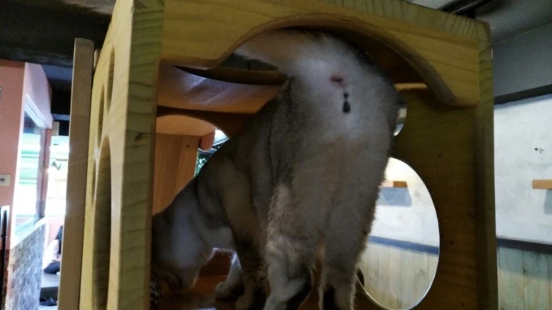 IMG_20170603_181824.jpg?type=w773