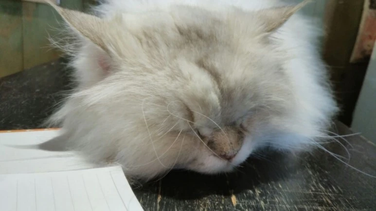 IMG_20170603_182253.jpg?type=w773