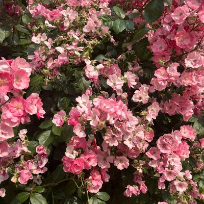 SE-BE28140C-BDE6-4E19-A1B8-9EBBE70CF74E.jpg?type=w1