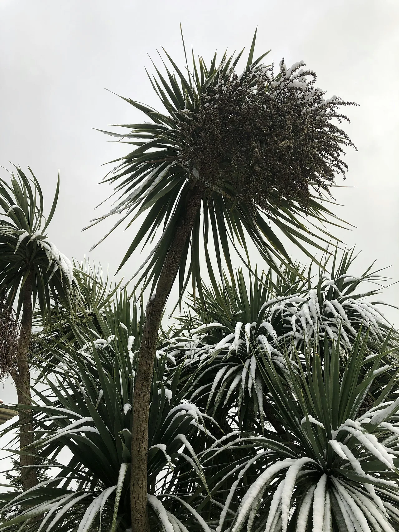 photo-1581145621636-871bcbdc7439?fm=jpg&q=60&w=3000&ixlib=rb-4.1.0&ixid=M3wxMjA3fDB8MHxzZWFyY2h8NHx8JUVCJTg4JTg4JUVCJThEJUFFJUVDJTlEJUI4JTIwJUVDJUEyJTg1JUVCJUEwJUE0JUVCJTgyJTk4JUVCJUFDJUI0fGVufDB8fDB8fHww