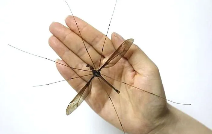 54defd0e723808091d54c7a8ab09212eb5f422d1d6a47689a1db229d68c1b86b.jpg?expires=1721365261&key=U5cJ-wCA8SGdYga_YARYCA&type=orig